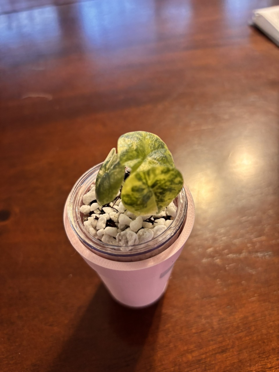 Alocasia Zabrina Dwarf V 4 inch ($255) from @Aroid_Exclusive