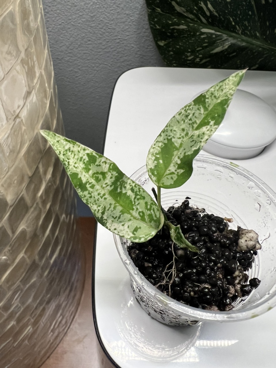 Anthurium KARA✖️RVDP（variegated） 脇芽 Variegated Anthurium RVDP ($300) from @Happyplantsokc1