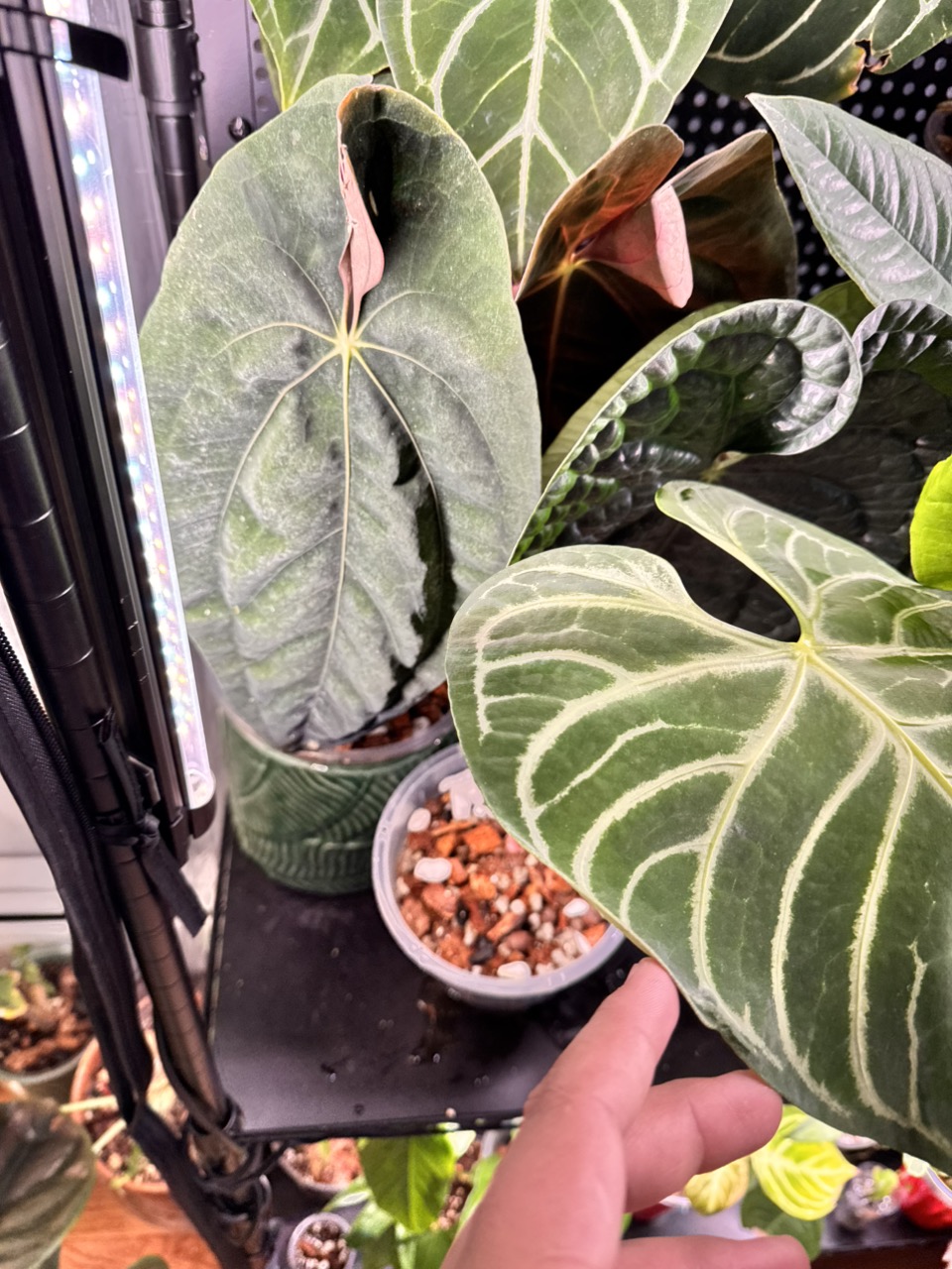 Anthurium SKG Silver X Red Crystallinum ($105) from