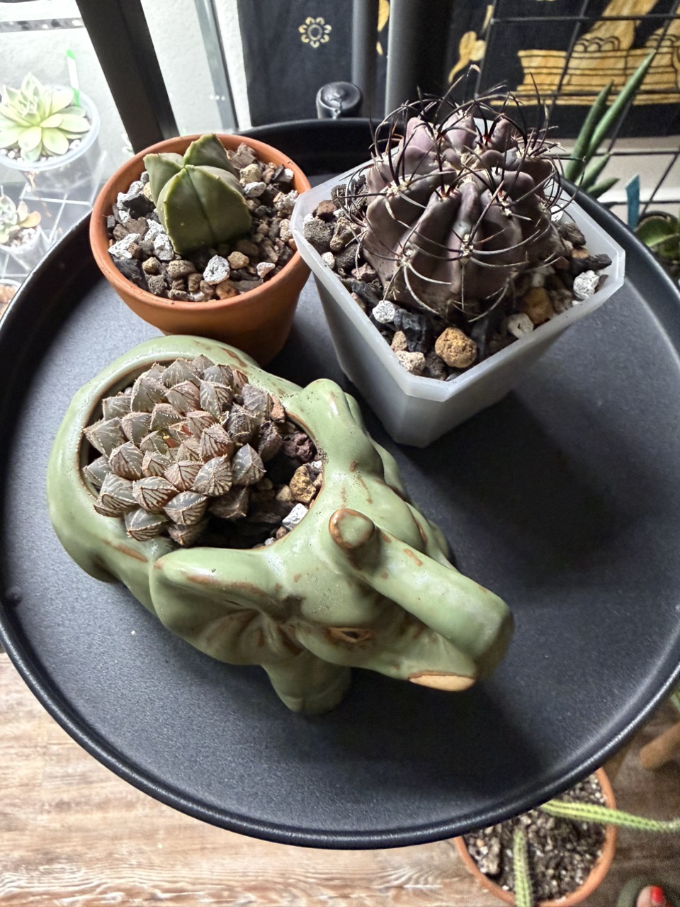 Copiapoa dura hybrid ($30) from @pricklypoint