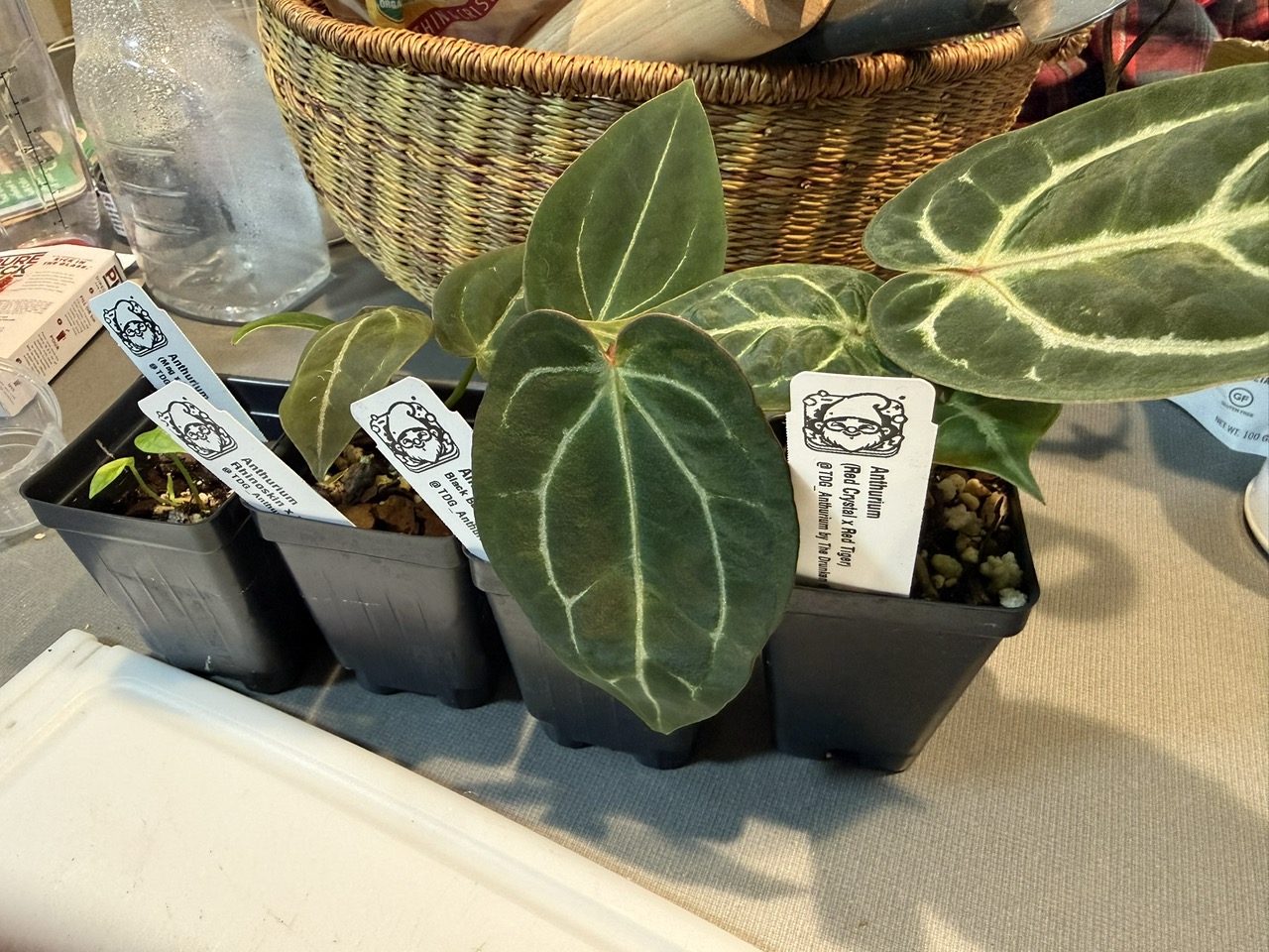 Seedling - (Black Widow x Michelle) x [(Pap x Mag) x Stripey