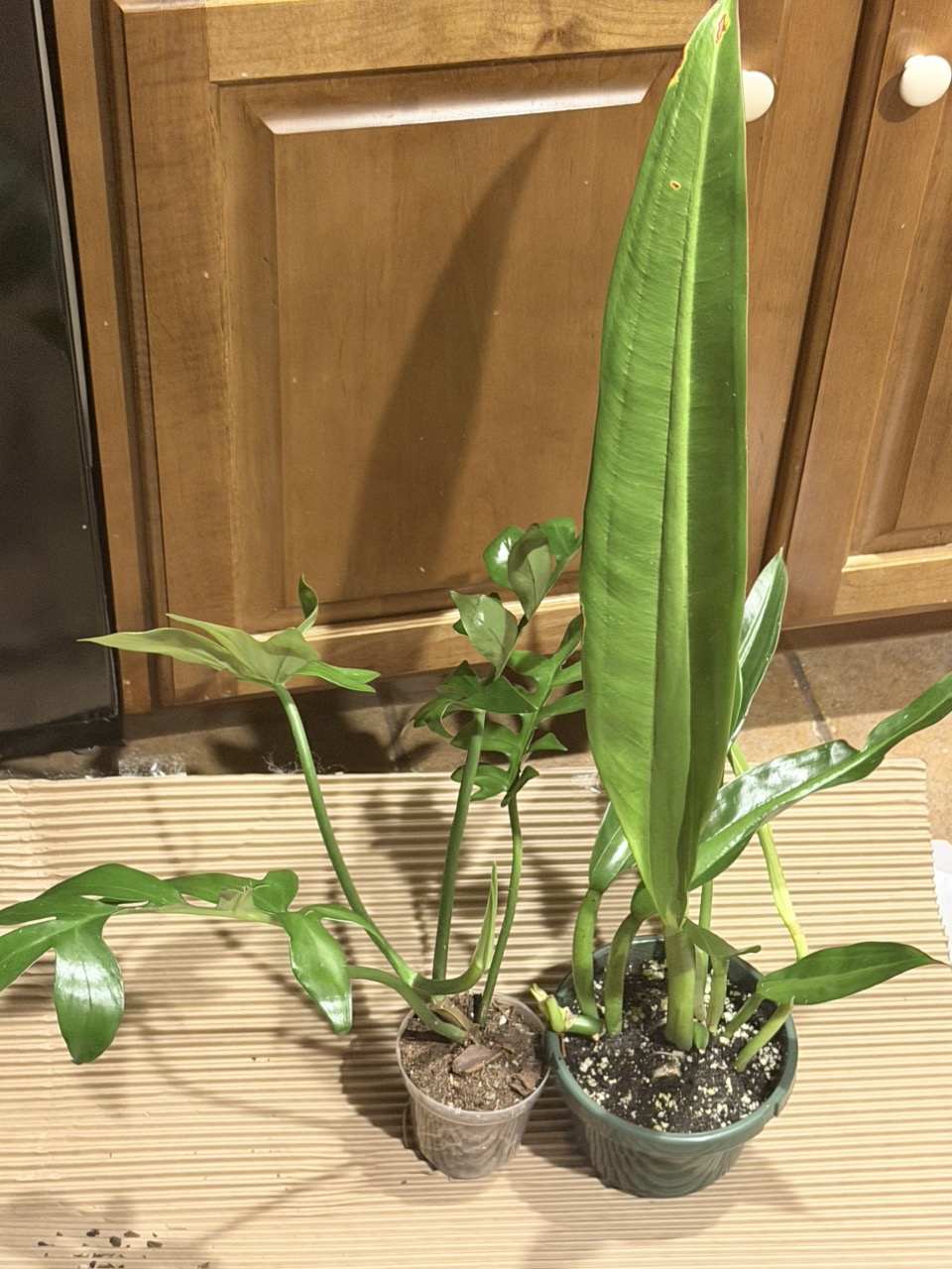 Anthurium Shuar Princess ($85) from @TropicalPlantShop