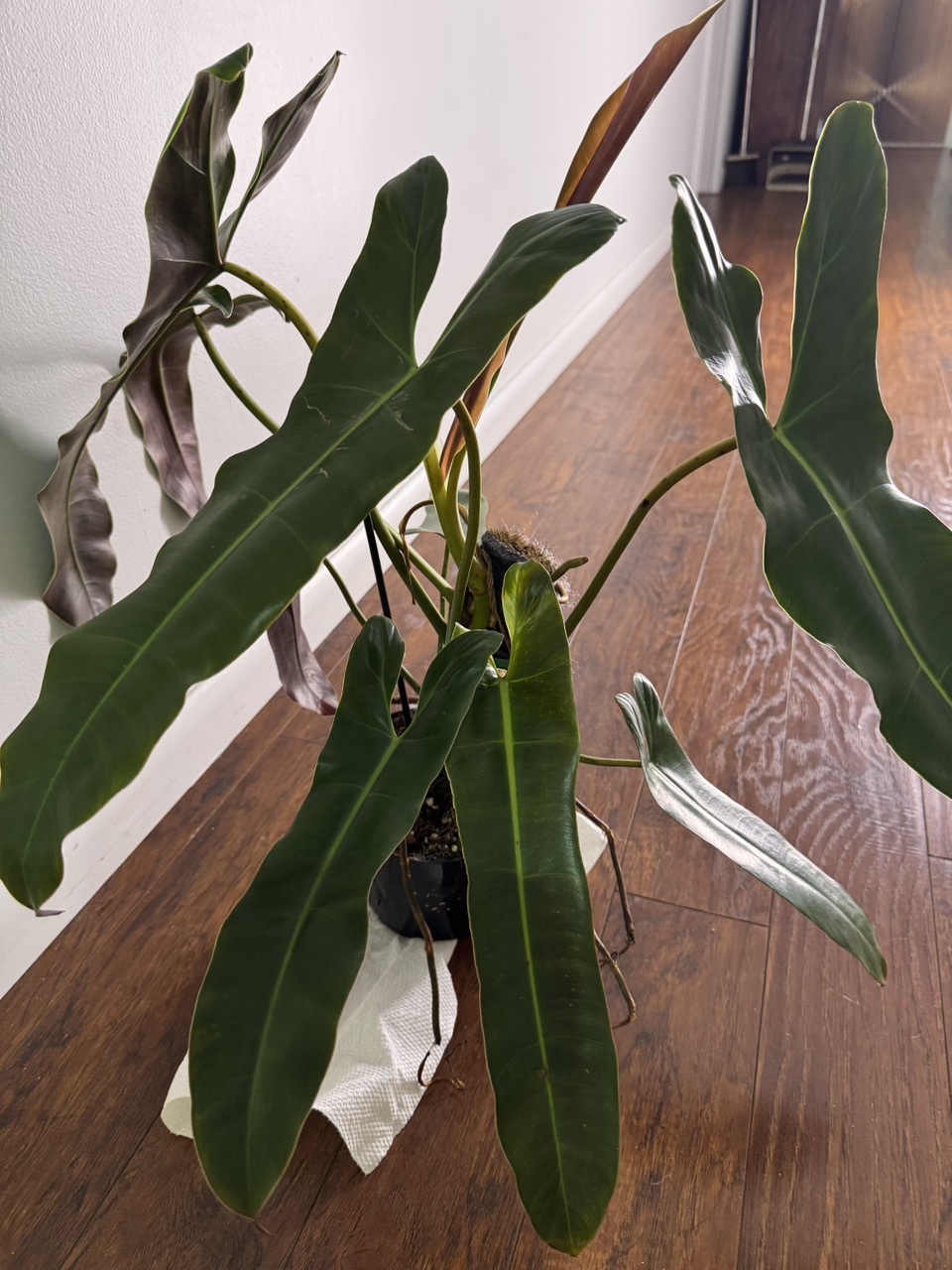 Anthurium Shuar Princess ($85) from @TropicalPlantShop