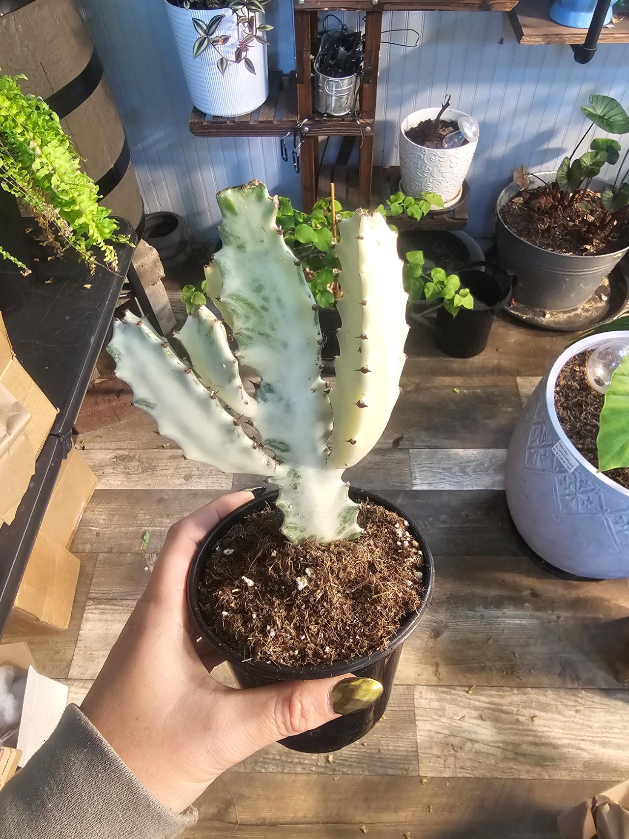 Hoya Caudata Gold ($42) from @Grown2Love