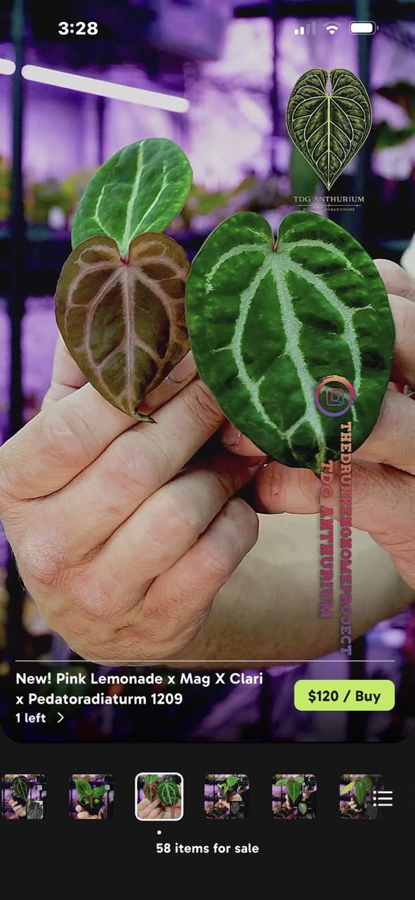 A04 KOS (Hu) King of Spades Anthurium ($350) from @TheDrunkenGnome