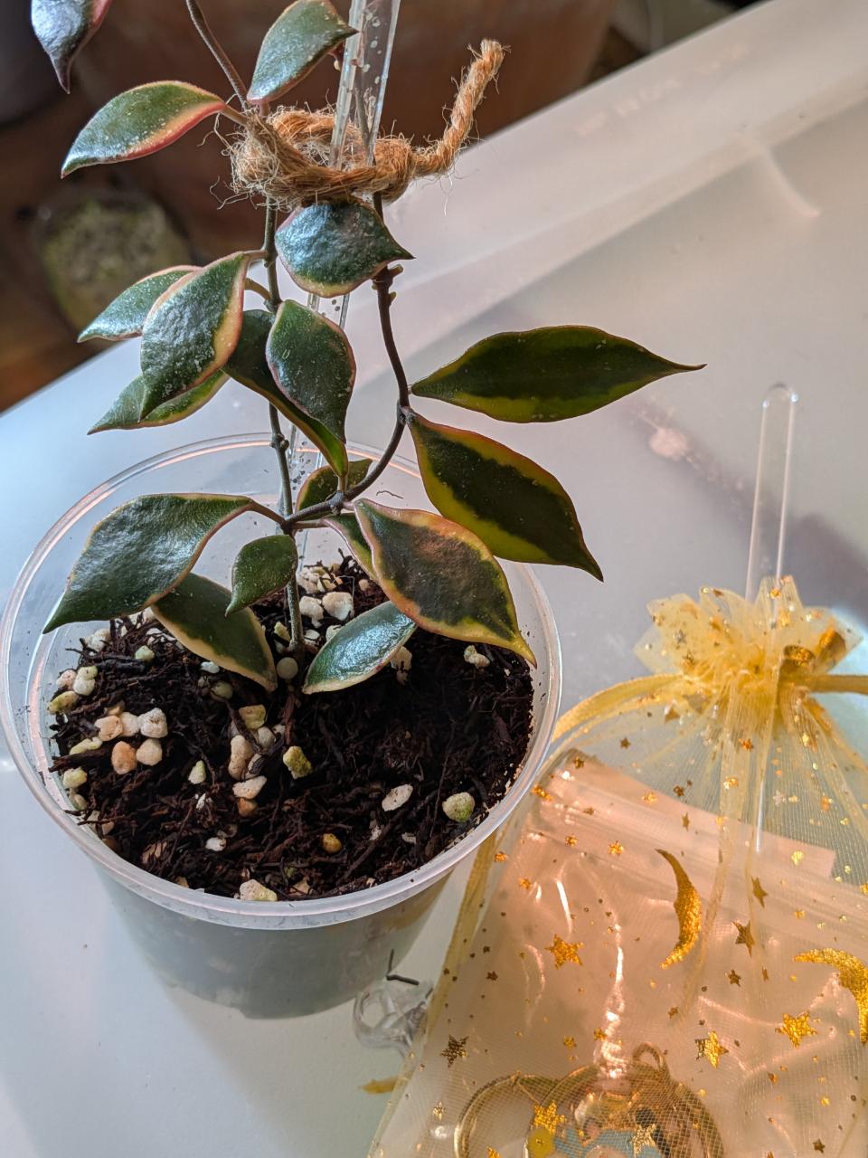 Hoya Australis “Aleksandra” ($58) from @Anchored_Roots