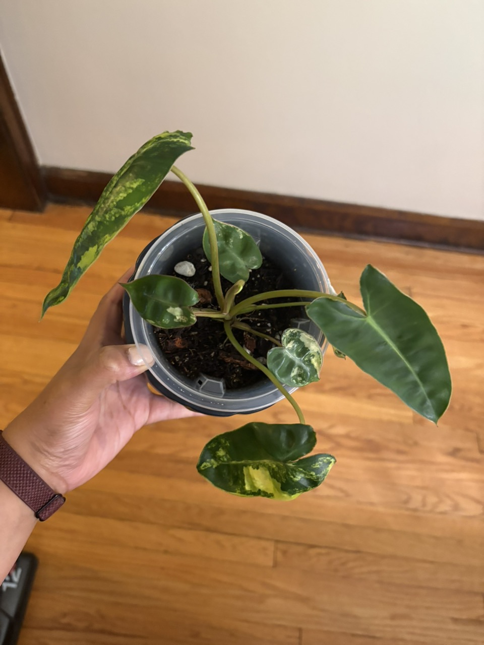 1 PLANT alocasia ninja tricolor ($10) from @plantKEmistry