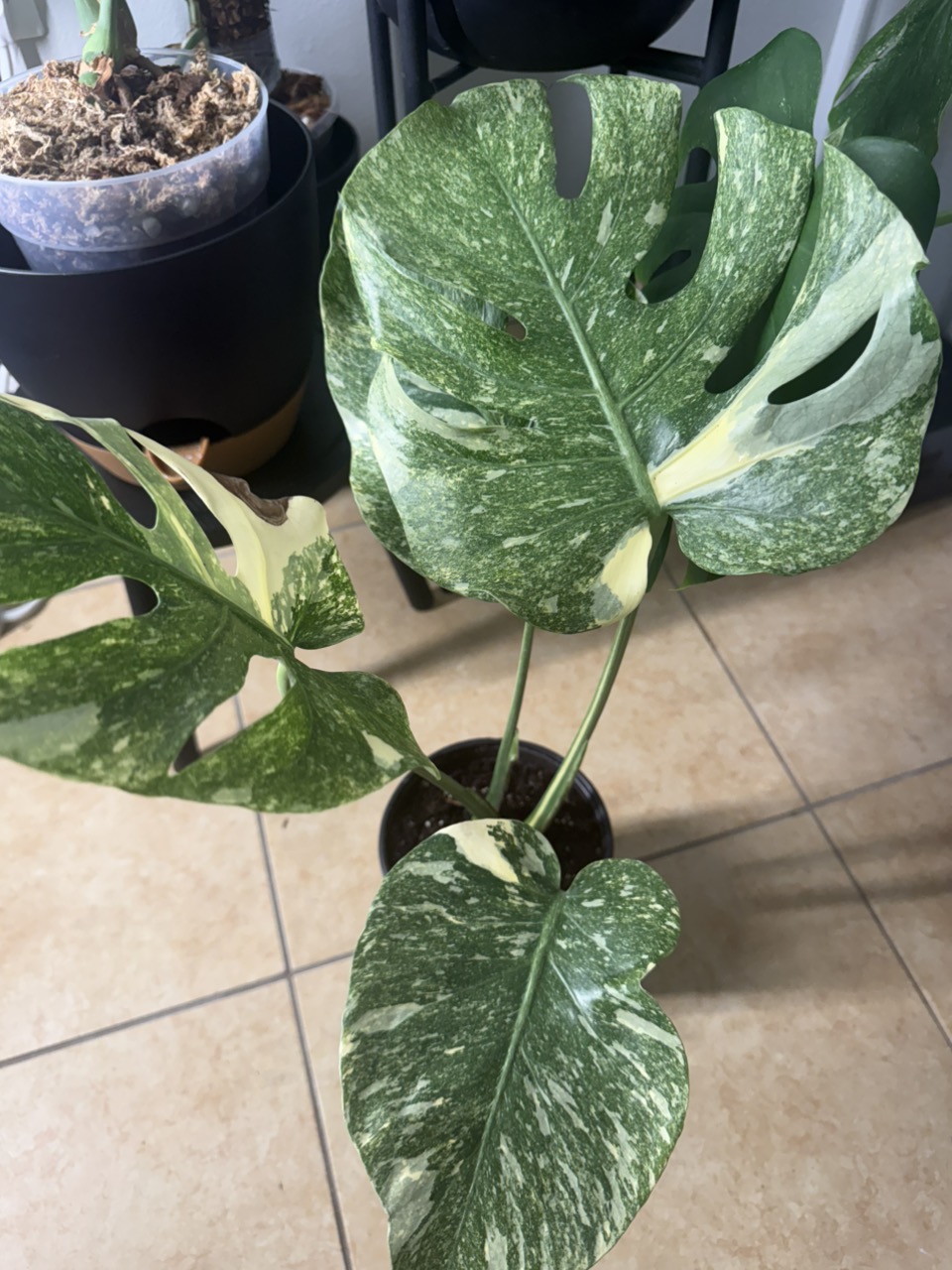 micans philodendron Philodendron 'Micans' 6