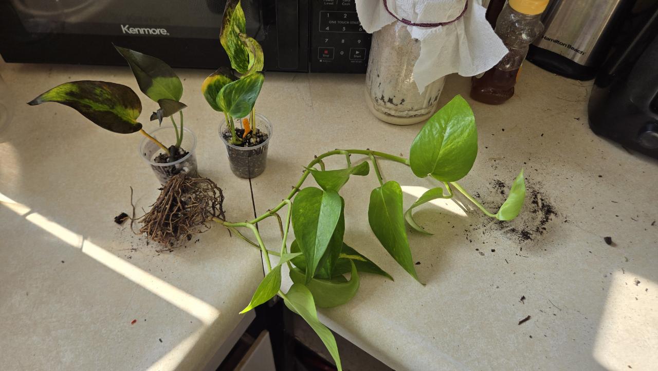 Scindapsus Garawa ($160) from @ParadisePlants