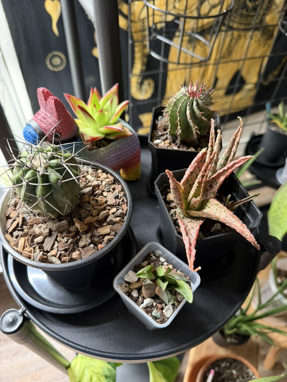 Copiapoa dura hybrid ($30) from @pricklypoint