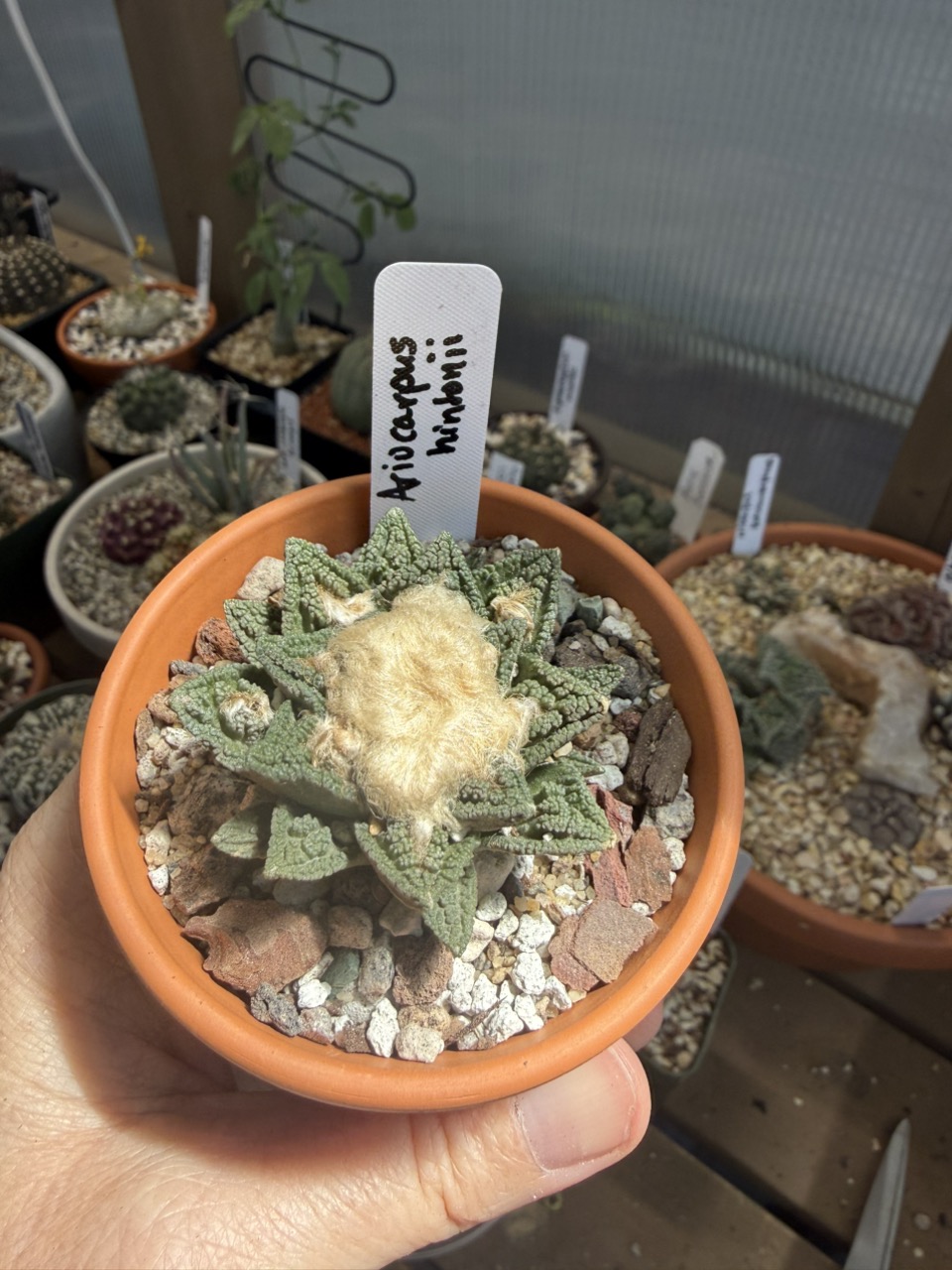 Copiapoa dura hybrid ($30) from @pricklypoint