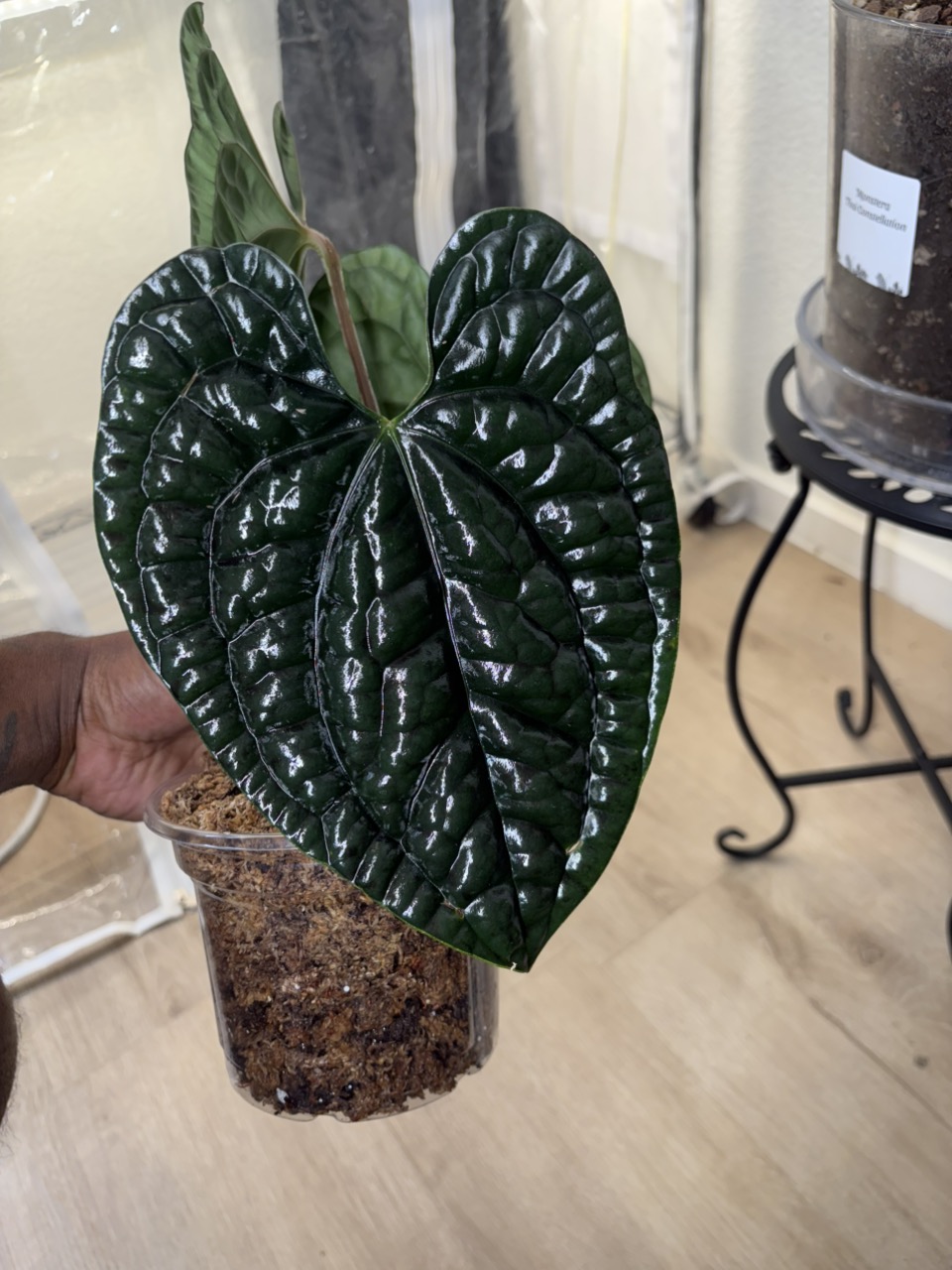 Anthurium reflexinervium ($15) from @PachamamaPlants_Products