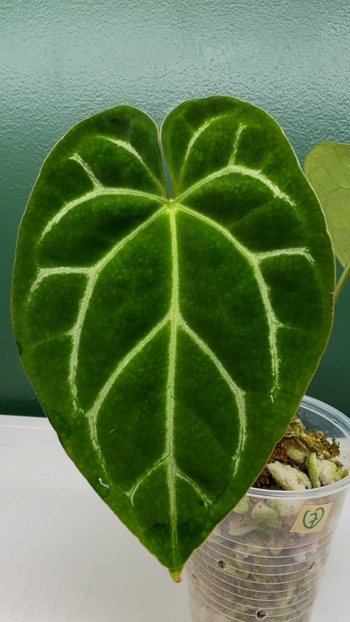 Anthurium Pollen Collecting Kit ($30) from @Greenpunches