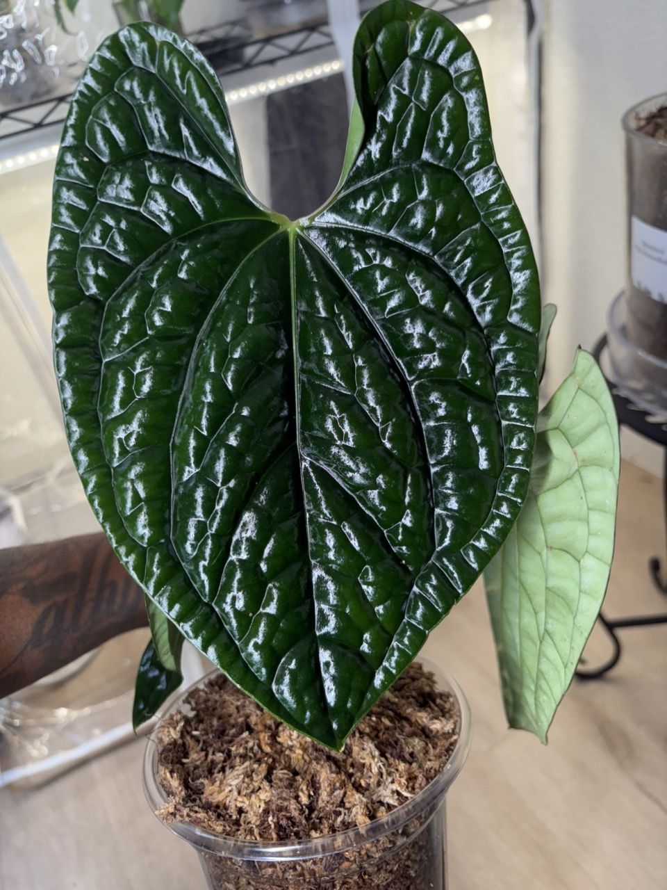 Anthurium SKG Silver X Red Crystallinum ($105) from