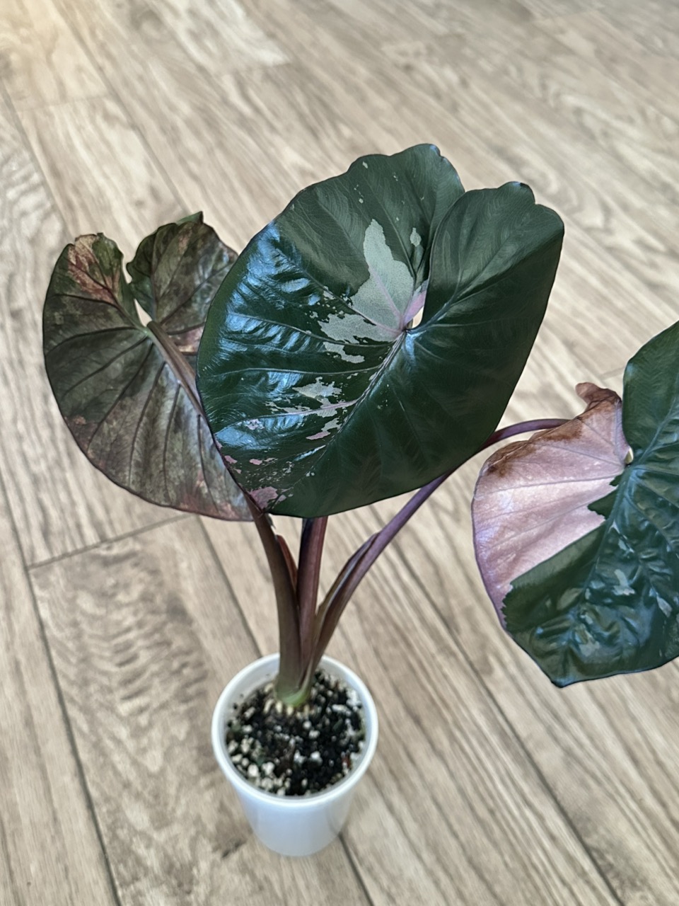 🦄ALOCASIA METALLIC BLUE ALBO ($700) from @NiftyDaisyblooms