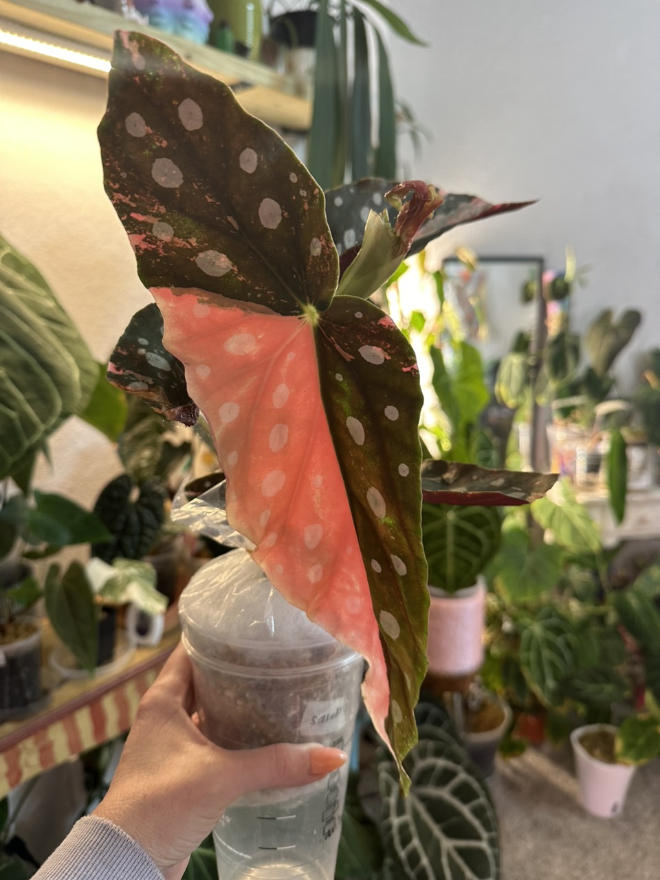Variegated Anthurium RVDP ($300) from @Happyplantsokc1