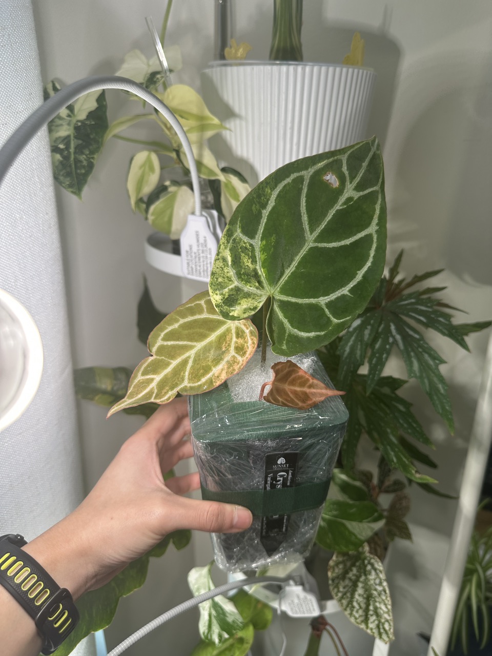 0471) Anthurium Dorayaki x SKG Grey ($300) from @SunsetTropicals