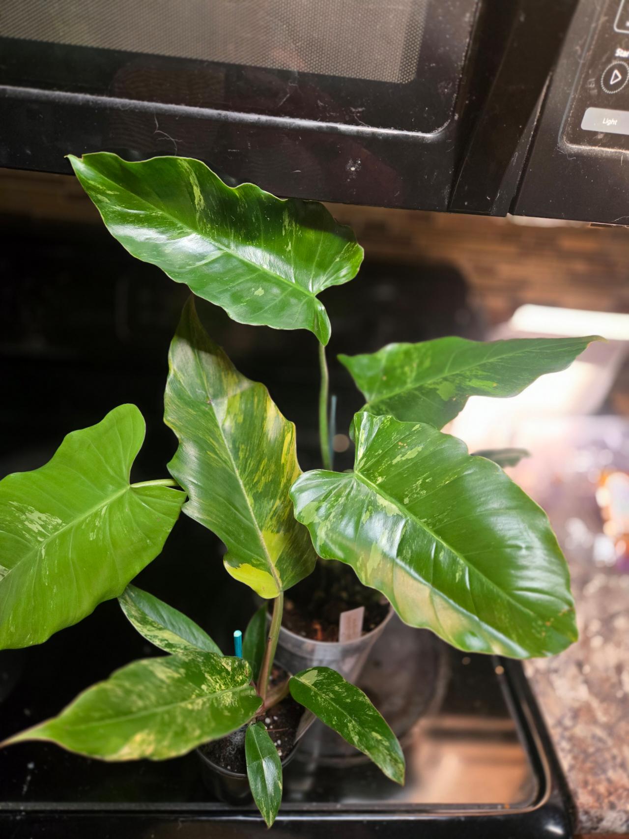 Philodendron / Thaumatophyllum Selloum Variegated ($250) from
