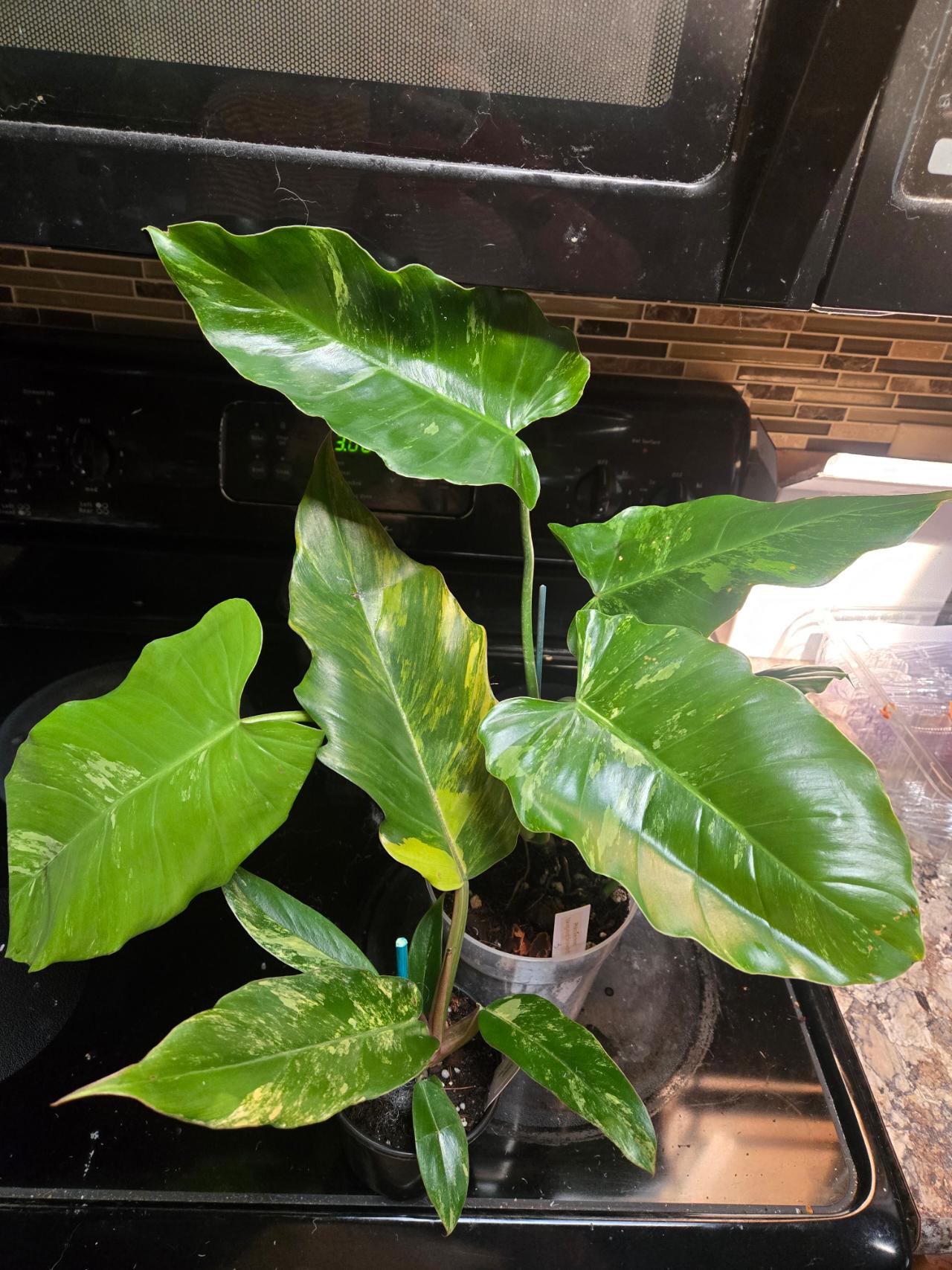 Scindapsus Tembaga ($20) from @TropicalPlantShop