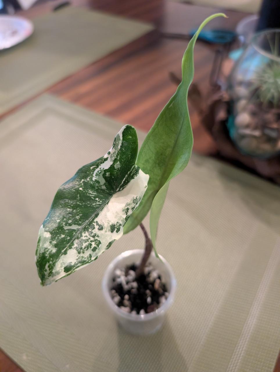 hoya Medusa ($13) from @Photosynthesass