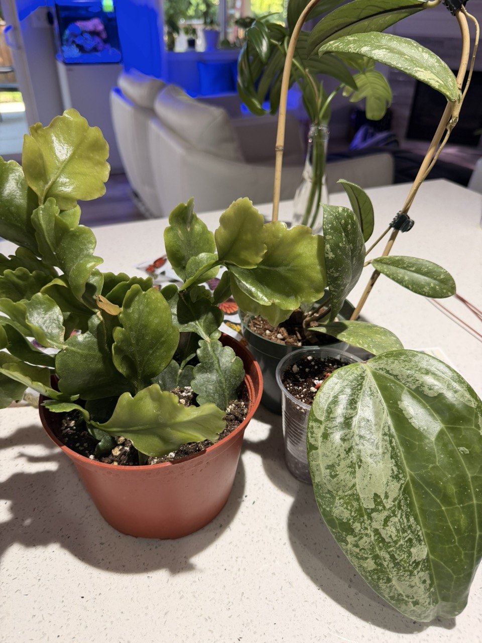 PL8239: Hoya Curtisii inner variegated ($39) from @WeArePlantLovers