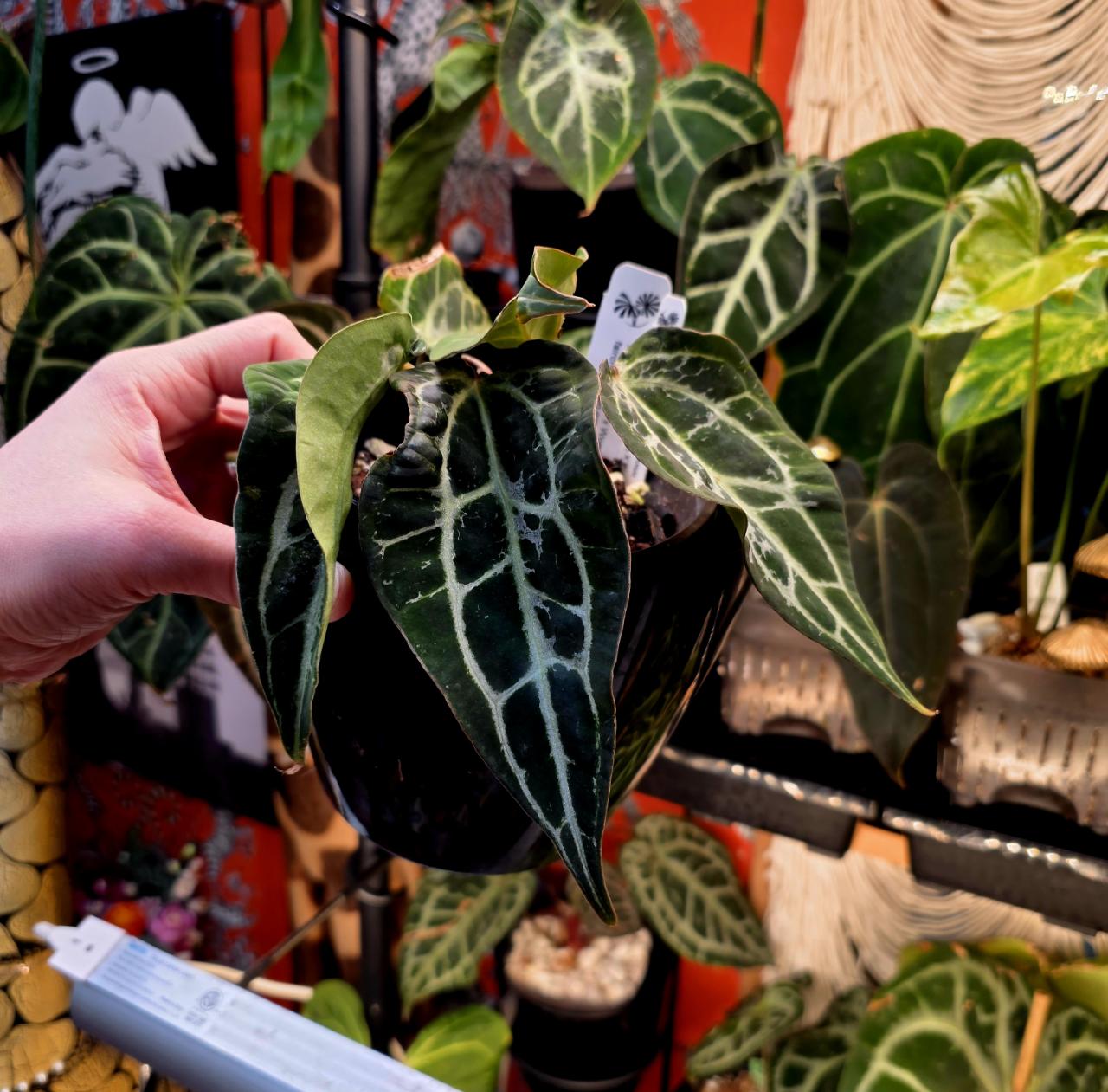 0471) Anthurium Dorayaki x SKG Grey ($300) from @SunsetTropicals