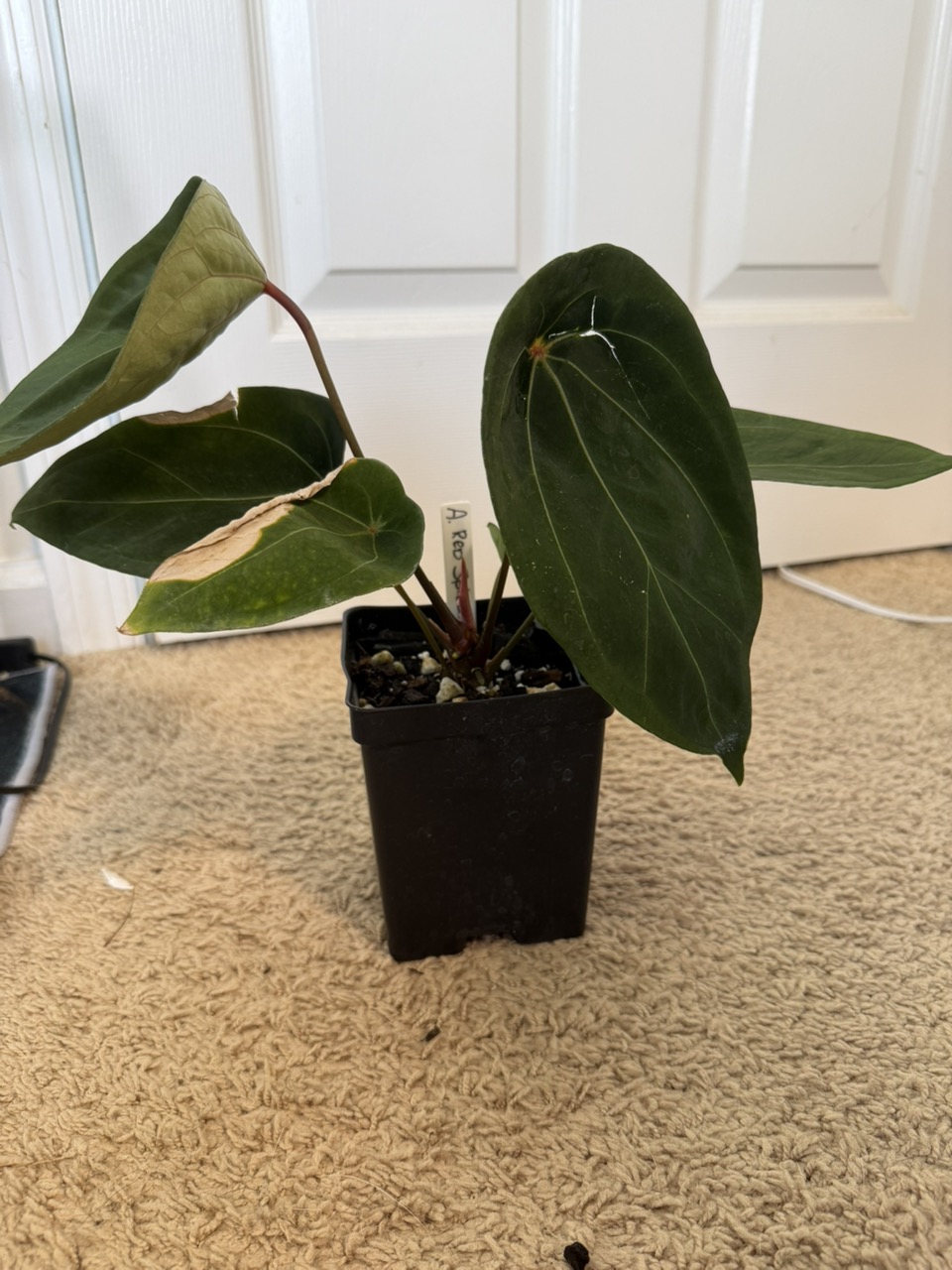 0471) Anthurium Dorayaki x SKG Grey ($300) from @SunsetTropicals