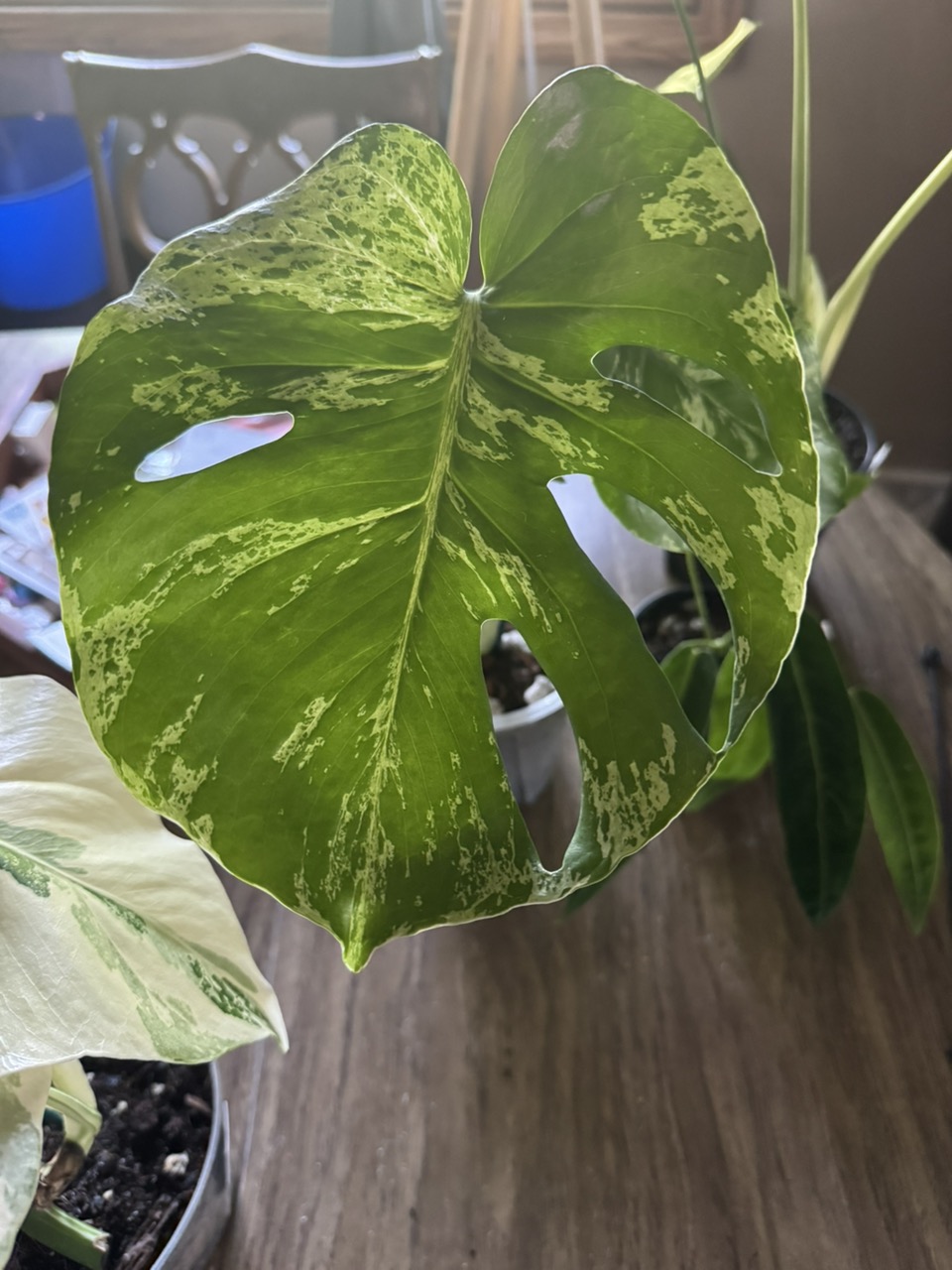 Alocasia Portei Aurea ($250) from @TropicalPlantShop