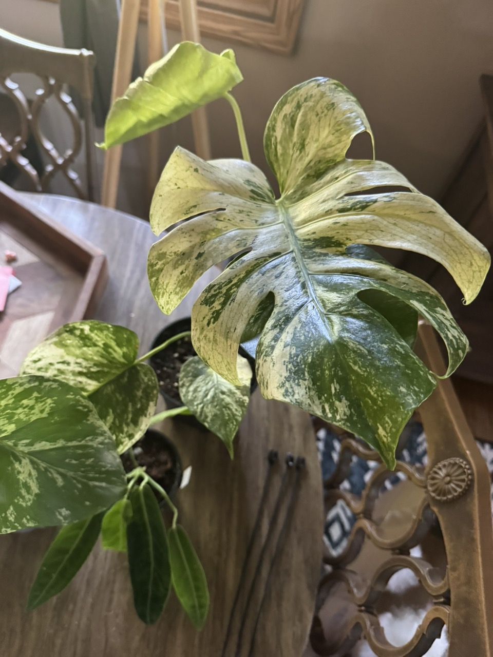 Scindapsus Green Emerald ($40) from @TropicalPlantShop
