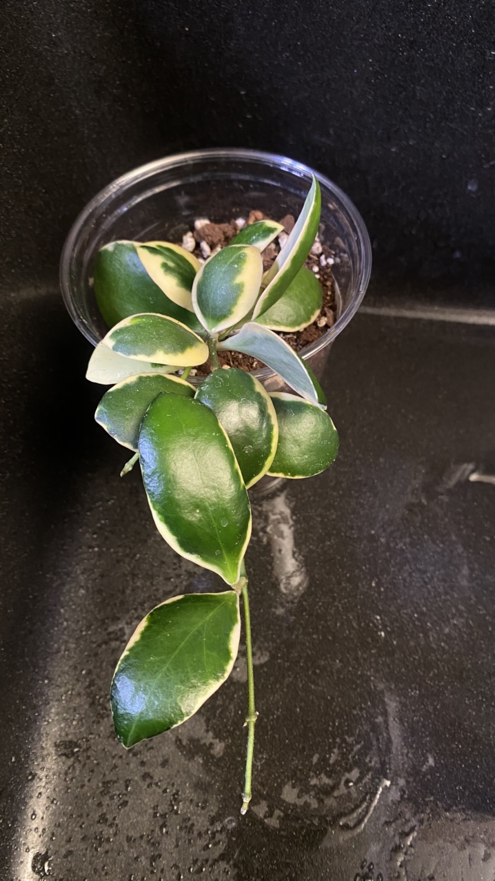 Hoya tsangii (outer variegated) ($50) from @SchliefTropicals