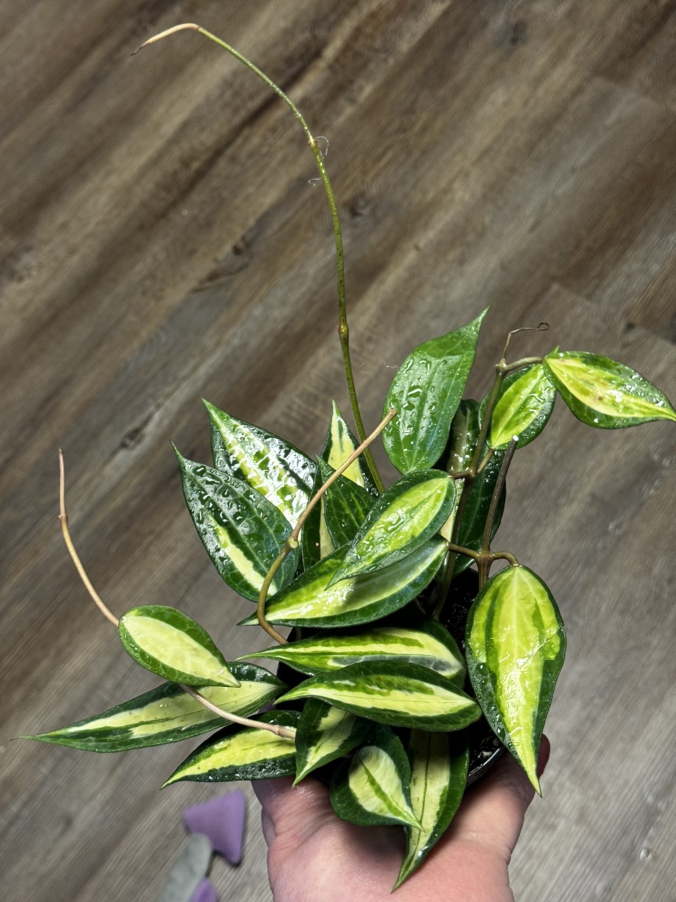 6” Anthurium 'Silver Tiger' x (RC x Dorayaki) ($195.99) from