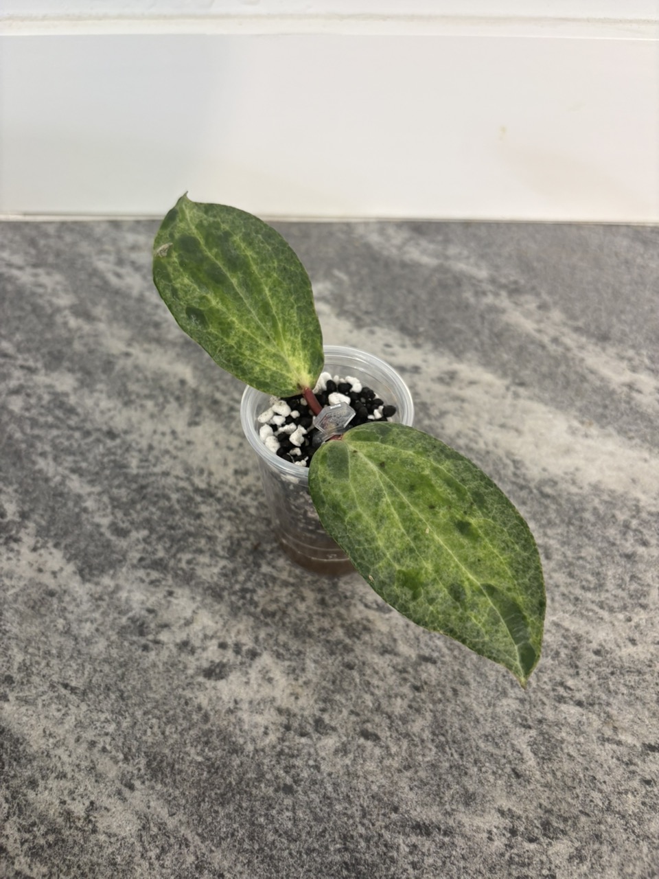 hoya Medusa ($13) from @Photosynthesass