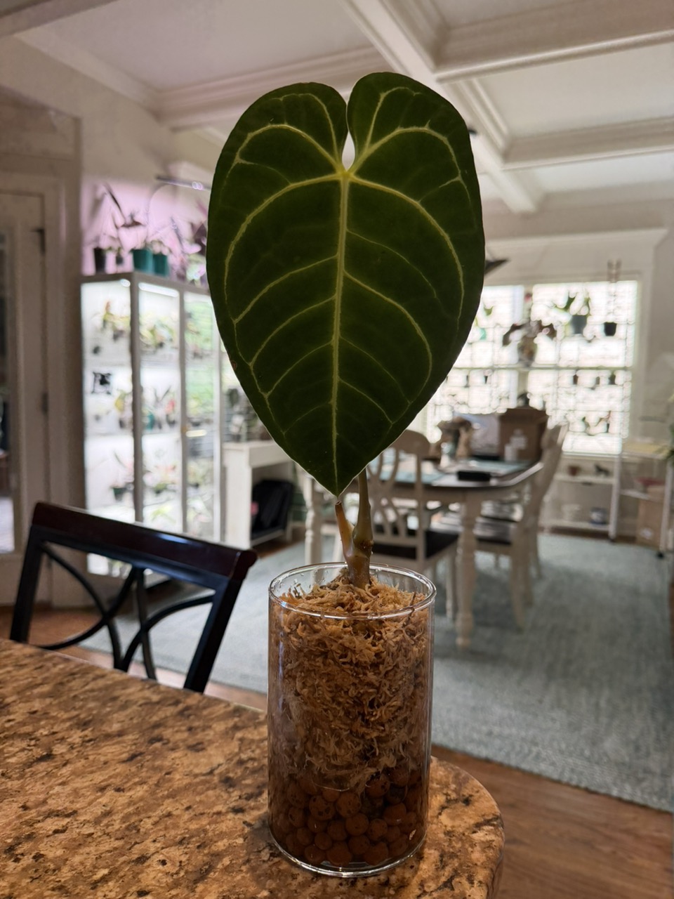 Anthurium SKG Silver X Red Crystallinum ($105) from
