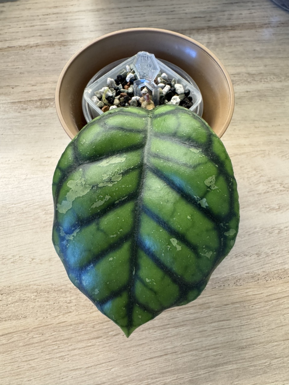 Hoya Momo (rooted) ($100) from @PurrsAndPeduncles