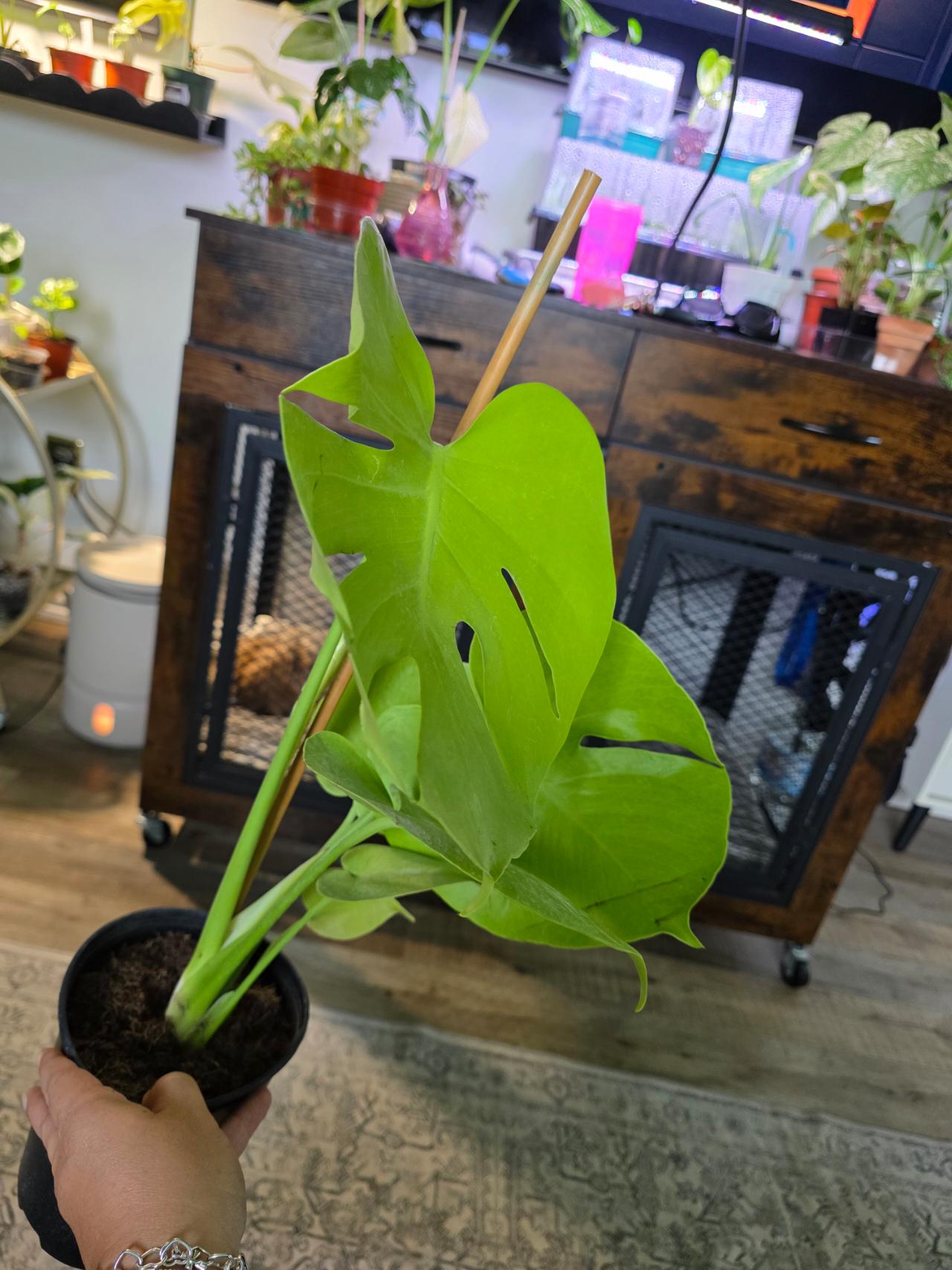 TRUE Monstera Starlight HIGH VARIEGATION ($400) from  @JuNgLe_JaMeS_tRoPiCaL_pLaNtS