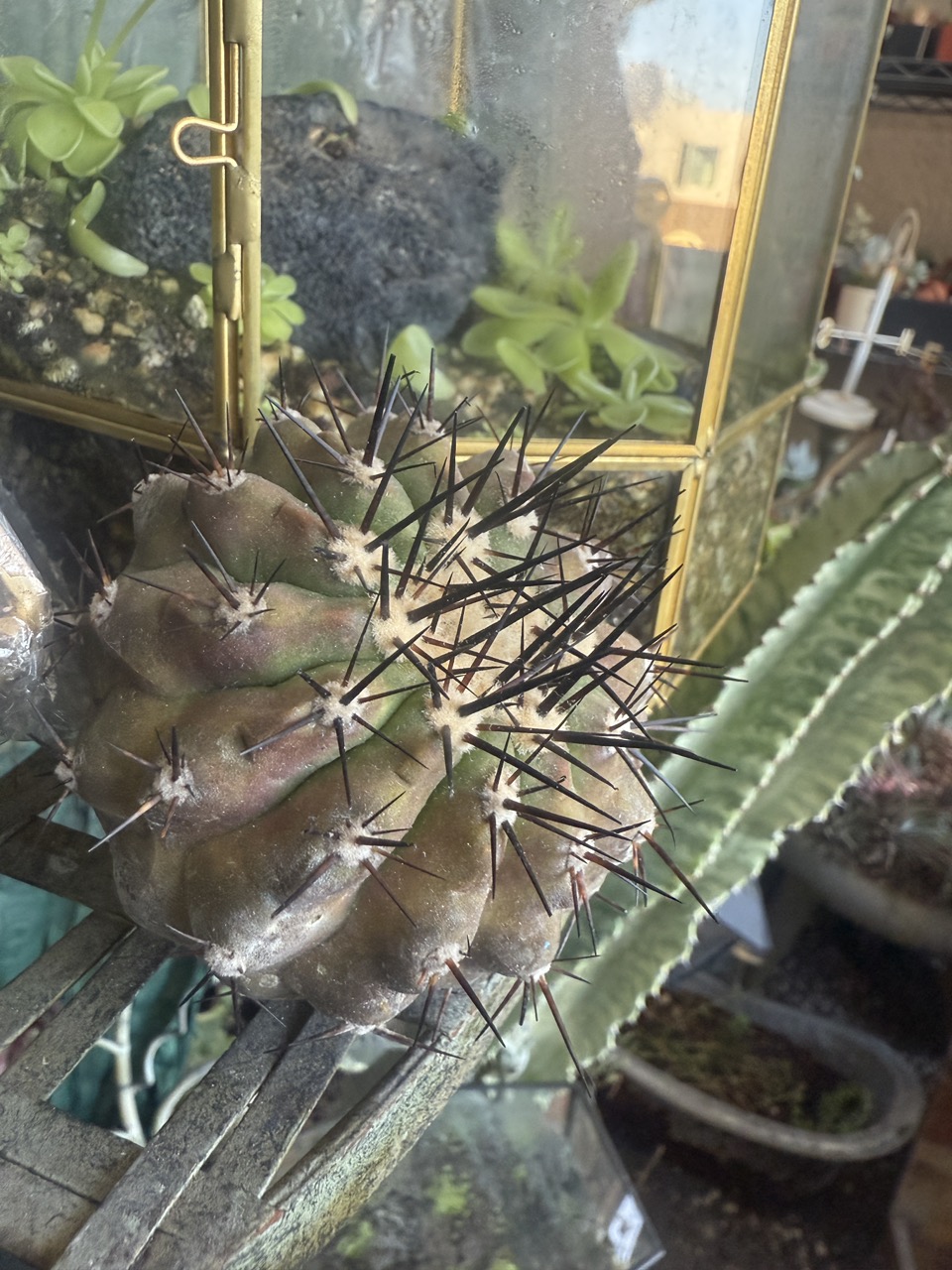 piardino kaktus Opuntia cv. Durango Spineless Blue Pink Flowers Cactus 1 Pad –  cactusbylin.com