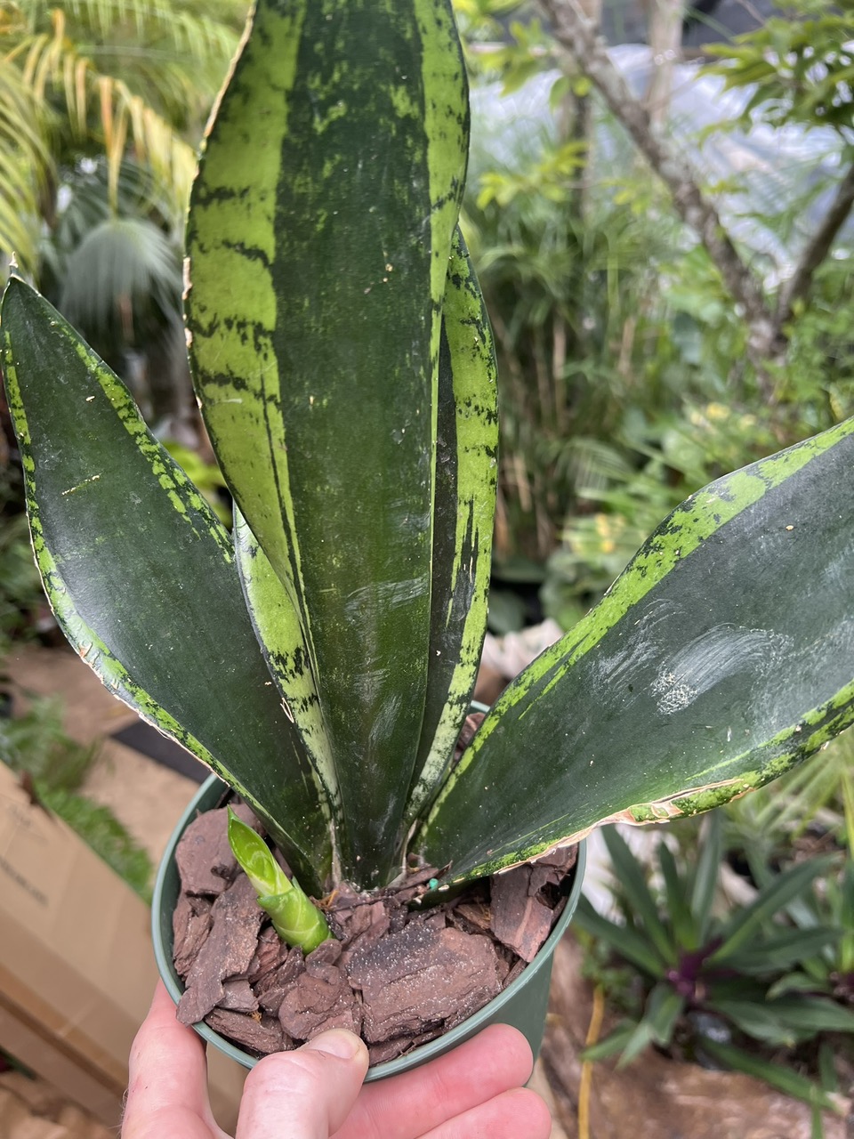 domesticum philodendron Philodendron Domesticum Variegata main image 1
