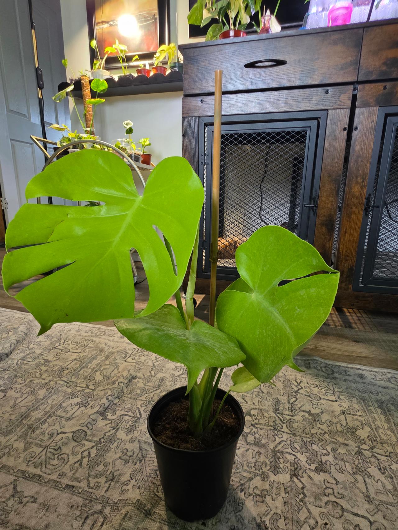 jose buono philodendron Philodendron 'Jose Buono Fiesta' main image 0