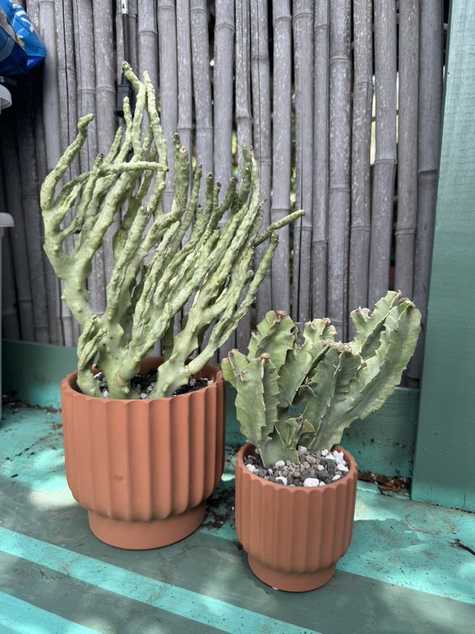 Welwitschia Mirabilis ($265) from @AshleysSucculents