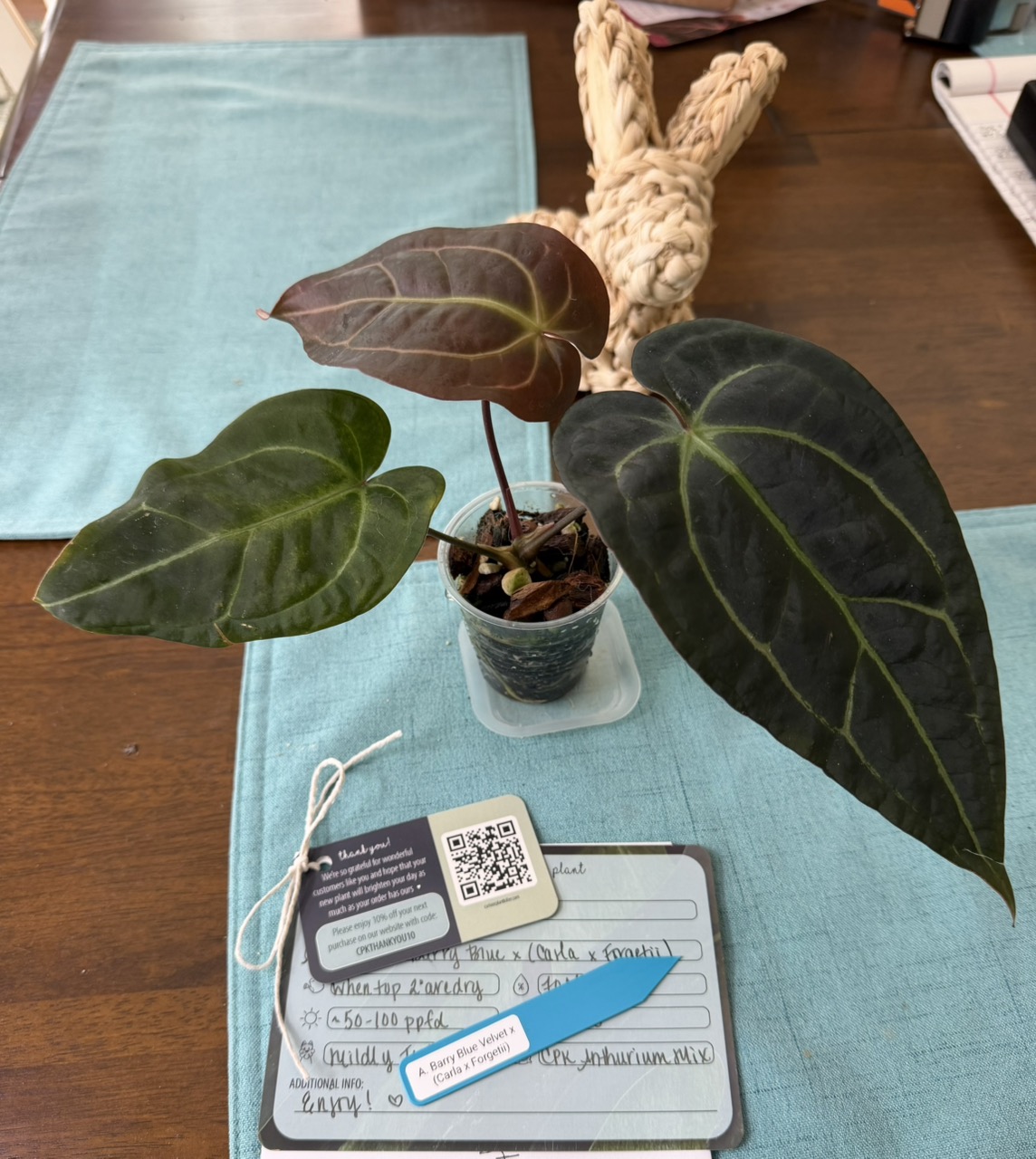 Scindapsus Matcha (Maharlika) ($135) from @CuriousPlantKiller