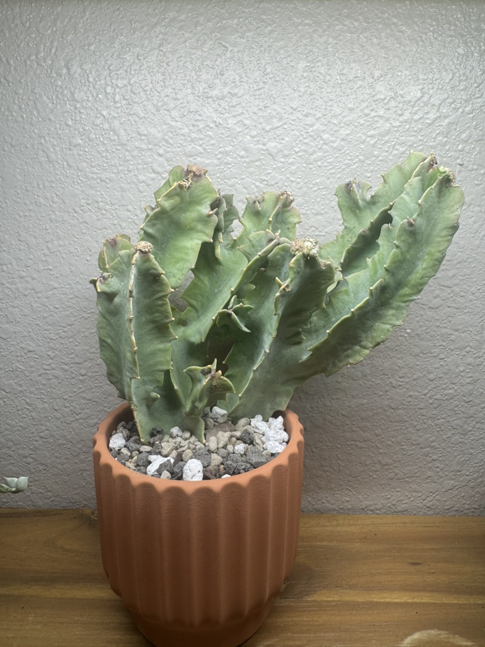 Welwitschia Mirabilis ($265) from @AshleysSucculents