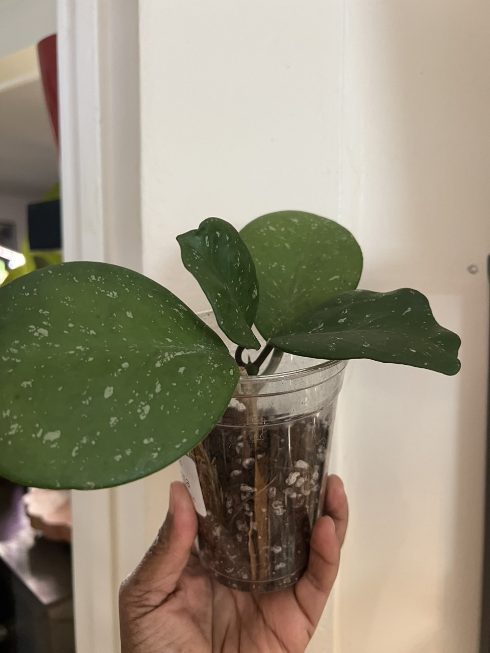 Hoya tsangii (outer variegated) ($50) from @SchliefTropicals