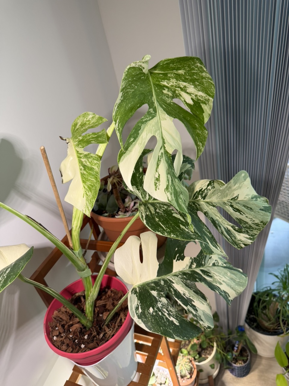 Monstera Light Lime ($2999.99) from @WeArePlantLovers