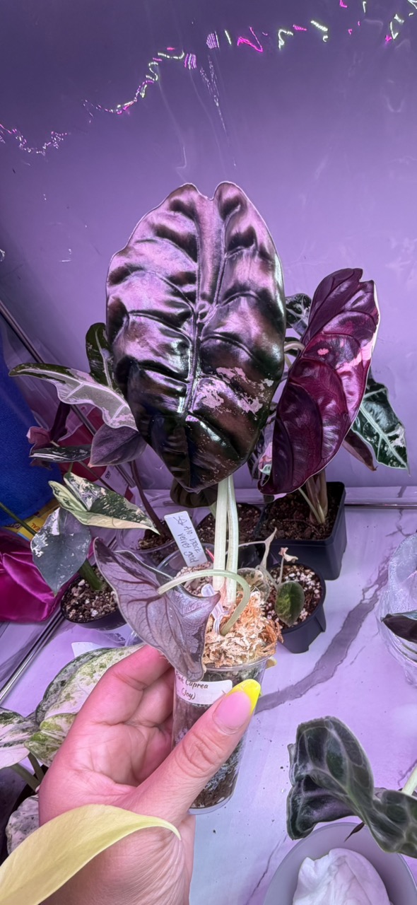 Pink Infernalis Alocasia CORM ($2750) from @MistyingMyPlanties