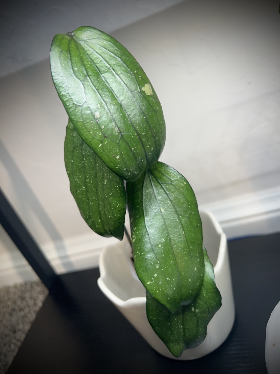 Hoya Mappigera #66 ($30) from @ChasingHoyas