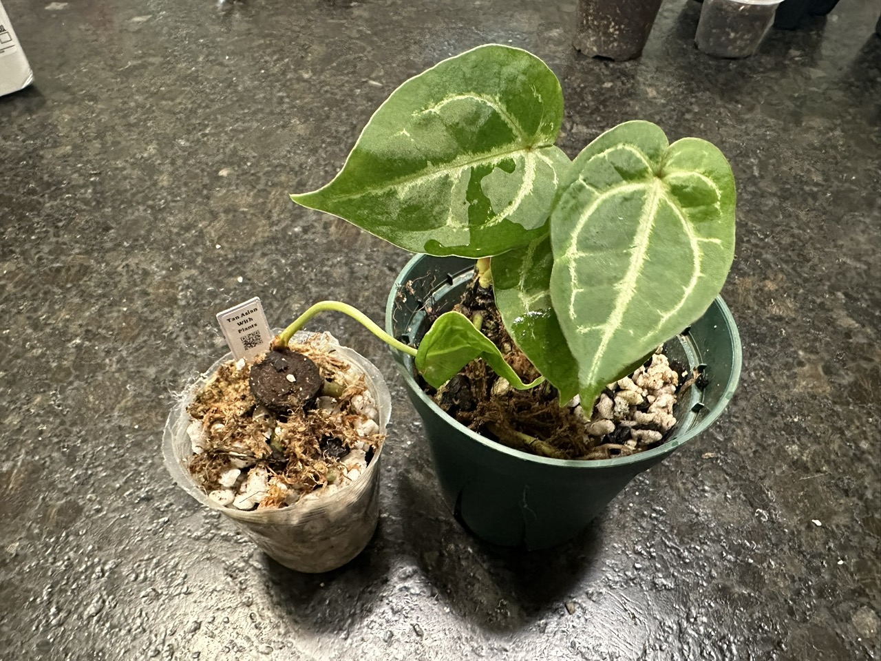 Anthurium Black Widow x Michelle division ($375) from