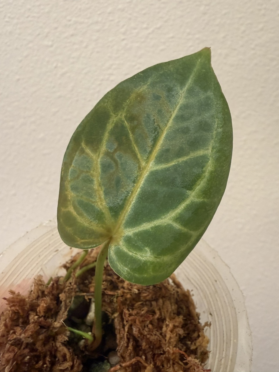 アンスリウム　ミシェル　Division Anthurium Michelle x Michelle division ($55) from @Tanasianwithplants