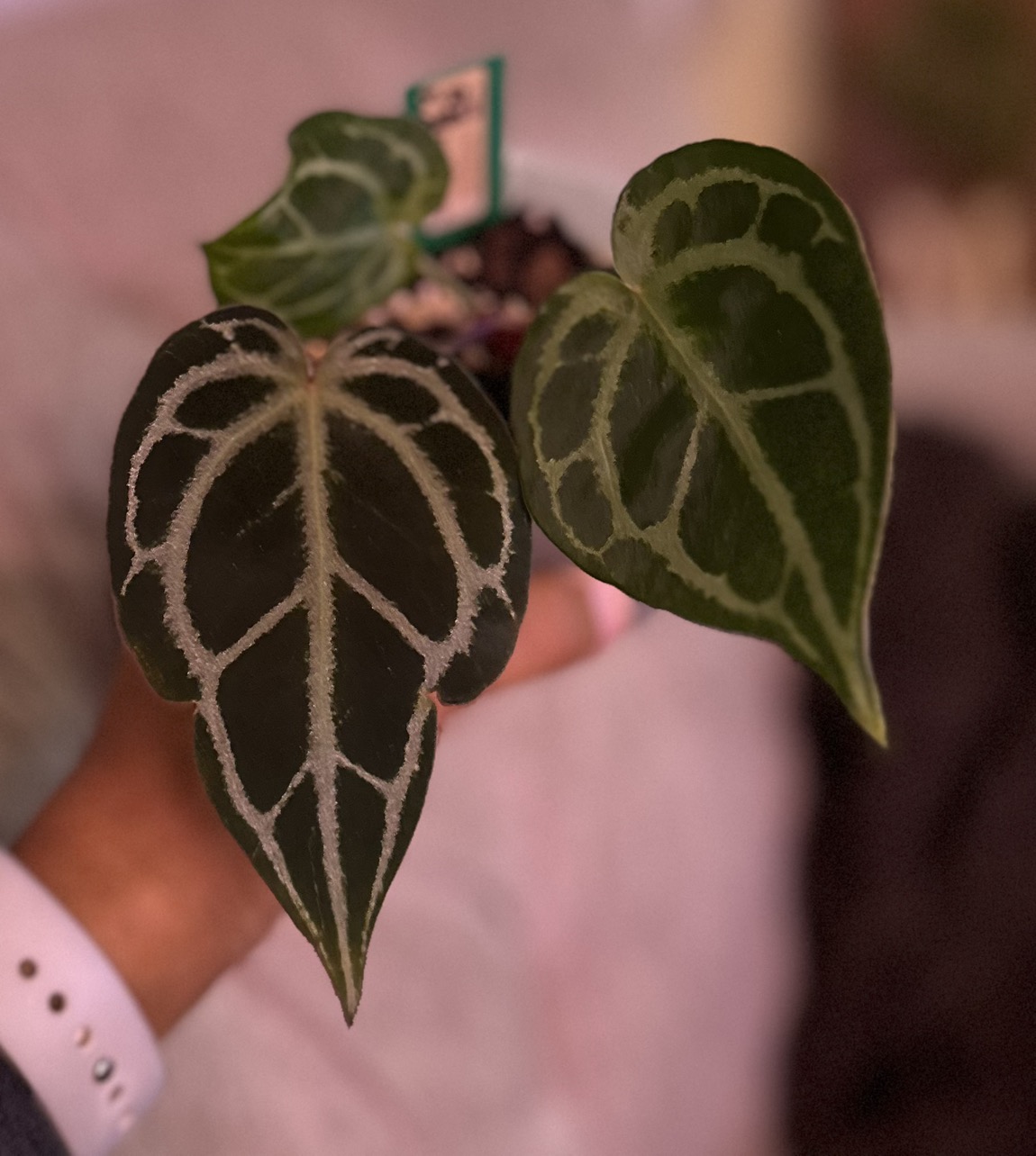 Anthurium Chocolate Crystal x Red Crystal (Lavender Emergents
