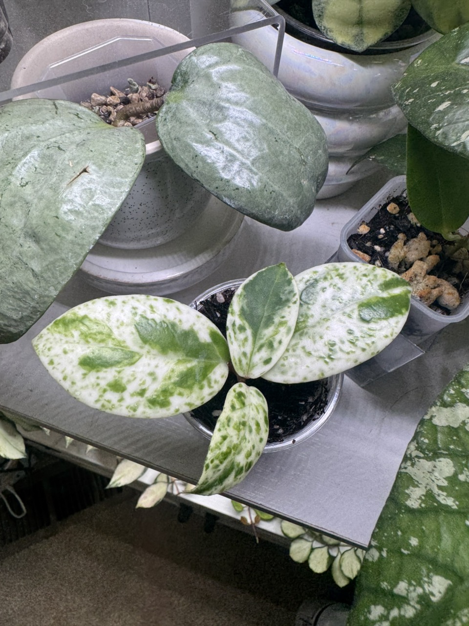 Hoya Lacunosa Full moon ($26) from @Gmae