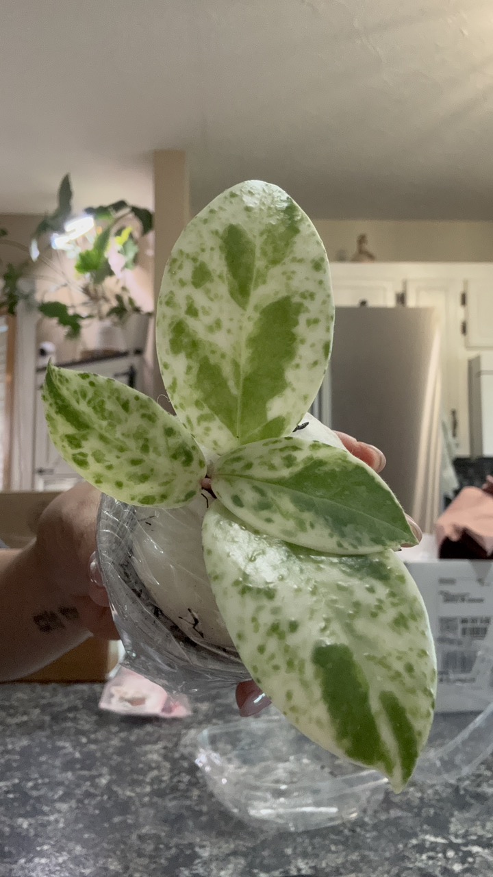 Hoya Lacunosa Full moon ($26) from @Gmae